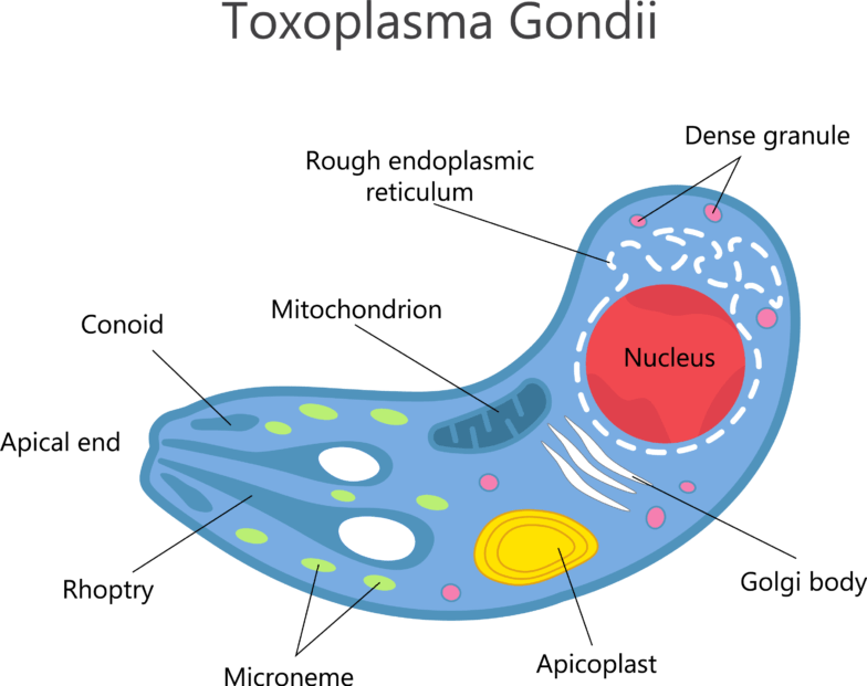 toxoplasma-gondii-kostenfreier-test-informationen