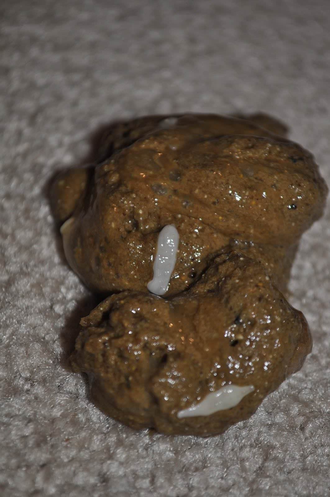 white worm flat head in dog feces